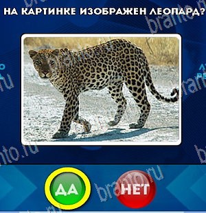 игра Да или Нет ответ на Уровень 5550