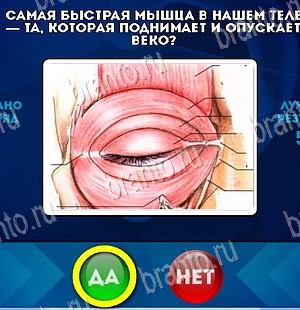 решебник на игру Да или Нет Уровень 5561