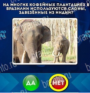 Да или Нет игра ответы Уровень 5573