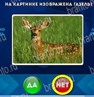 Да или Нет игра подсказки Уровень 5574