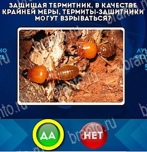 Да или Нет игра помощь Уровень 5575