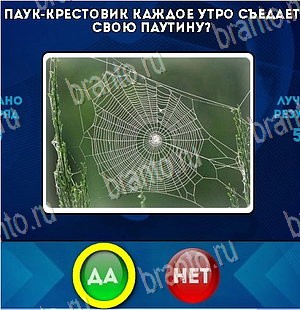 решебник на игру Да или Нет Уровень 5591