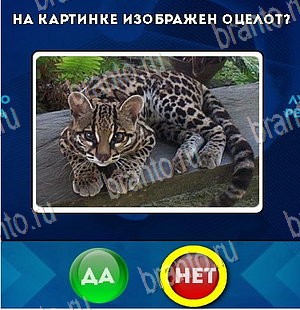 игра Да или Нет помощь Уровень 5599