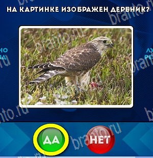 Да или Нет решения Уровень 5622