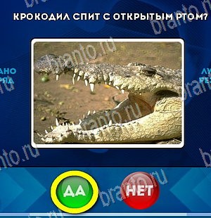 Да или Нет игра подсказки Уровень 5634