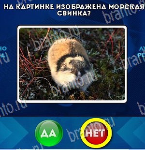 ответы к игре Да или Нет Уровень 5645