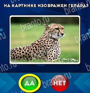 Игра Да или Нет ответы Уровень 5687