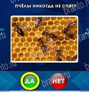 Игра Да или Нет подсказки Уровень 5688