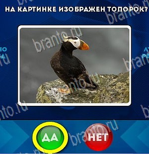 Да или Нет решения Уровень 5692