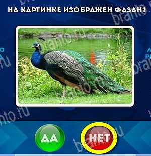 Решения на игру Да или Нет Уровень 5703