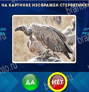 Да или Нет ответы в картинках Уровень 5716