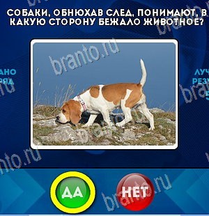 игра Да или Нет ответ на Уровень 5720