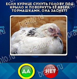 игра Да или Нет ответ на Уровень 5730