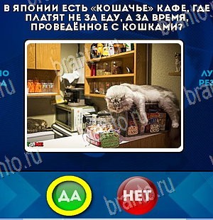 ответы на игру в одноклассниках Да или Нет Уровень 5736