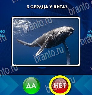 Игра Да или Нет ответы Уровень 5747
