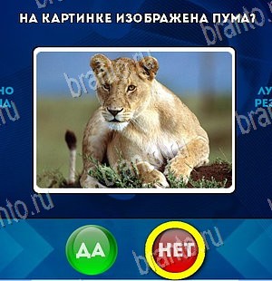 игра Да или Нет помощь Уровень 5749