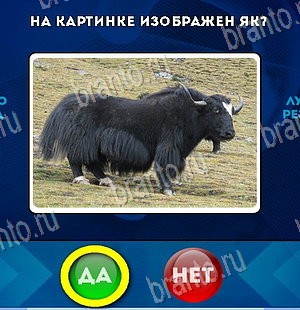 Да или Нет игра ответы Уровень 5753