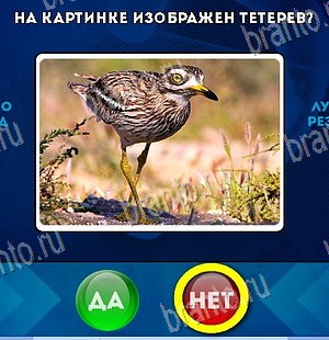 игра Да или Нет помощь Уровень 5789