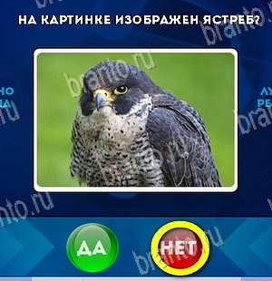 игра Да или Нет помощь Уровень 5819