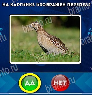 Да или Нет игра ответы Уровень 5863
