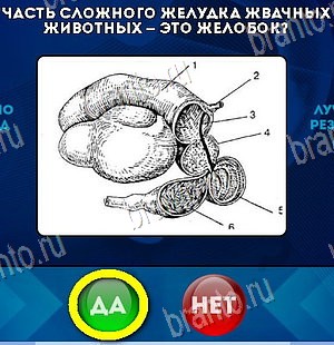 Игра Да или Нет ответы Уровень 5867