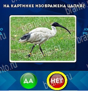 Подсказки на игру Да или Нет Уровень 5942