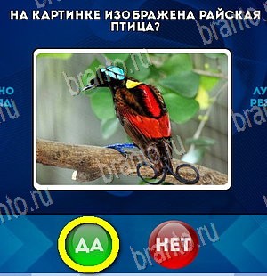 Да или Нет игра подсказки Уровень 5964