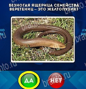 ответы к игре Да или Нет Уровень 5975