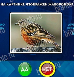 Да или Нет игра ответы Уровень 5993