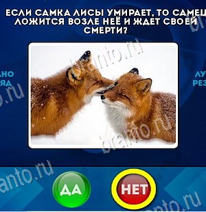 Да или Нет игра ответы в одноклассниках Уровень 6097