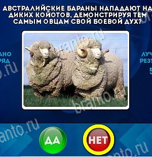 решебник на игру Да или Нет Уровень 6111