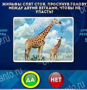 ответы на игру в одноклассниках Да или Нет Уровень 6306