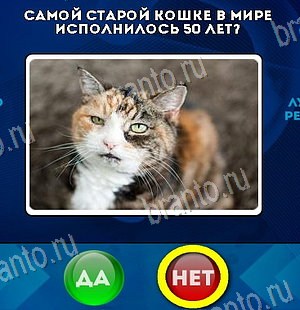 игра Да или Нет помощь Уровень 6359