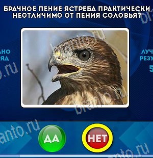 Подсказки на игру Да или Нет Уровень 6452