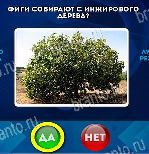 ответы на игру в одноклассниках Да или Нет Уровень 6486