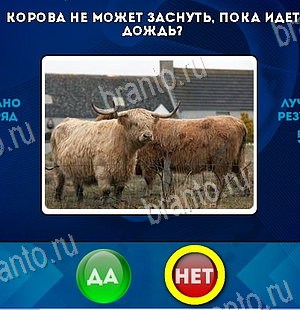 Да или Нет игра ответы Уровень 6503