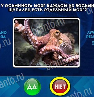 ответы на игру в одноклассниках Да или Нет Уровень 6516