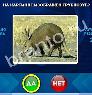 Игра Да или Нет ответы Уровень 567