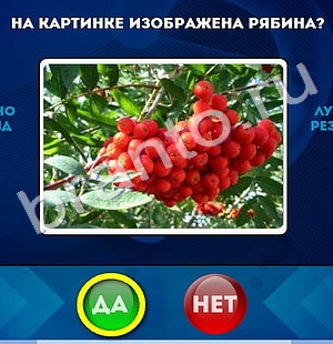 игра Да или Нет ответ на Уровень 650