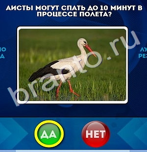 Да или Нет игра подсказки Уровень 674