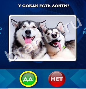 Да или Нет ответы в картинках Уровень 686