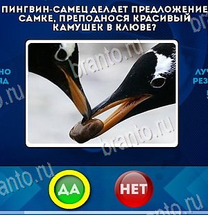 Да или Нет решения Уровень 6562