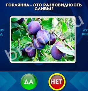 игра Да или Нет ответ на Уровень 780