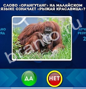Игра Да или Нет подсказки Уровень 868