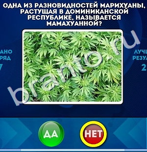 Игра Да или Нет подсказки Уровень 948