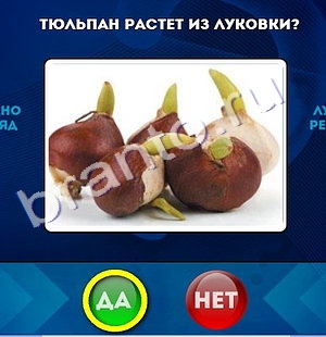 Да или Нет игра помощь Уровень 985