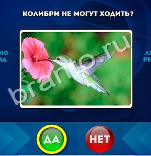 Да или Нет решения Уровень 1012