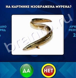 Да или Нет игра ответы в одноклассниках Уровень 1237