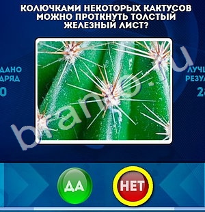 Игра Да или Нет подсказки Уровень 1288