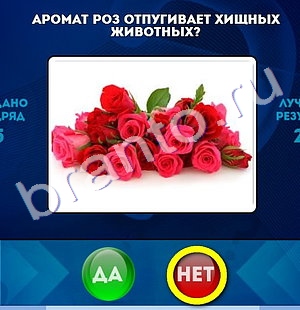 ответы на игру в одноклассниках Да или Нет Уровень 1296